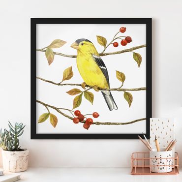 Poster encadré - Birds And Berries - American Goldfinch