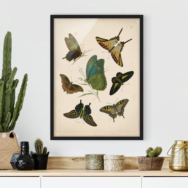 Poster encadré - Vintage Illustration Exotic Butterflies