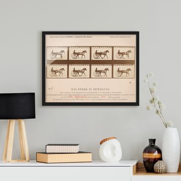 Poster encadré - Eadweard Muybridge - The horse in Motion