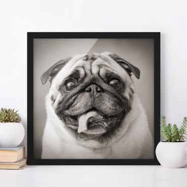 Poster encadré - Funny Pug