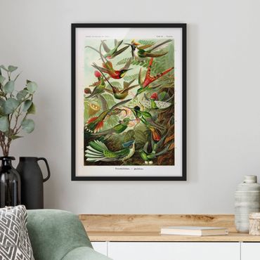 Poster encadré - Vintage Board Hummingbirds