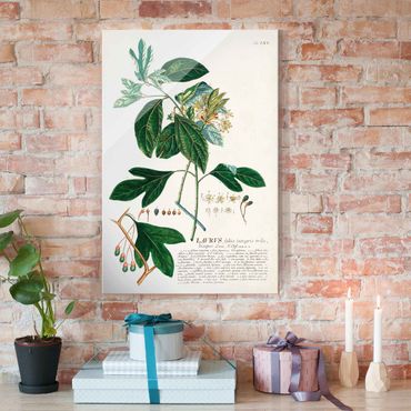 Tableau en verre - Vintage Botanical Illustration Laurel
