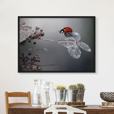 Poster encadré - Ladybird On Hydrangea