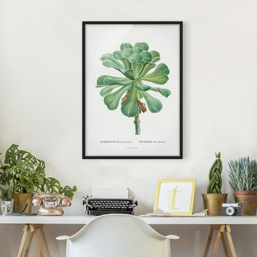 Poster encadré - Botany Vintage Illustration Green Succulent I