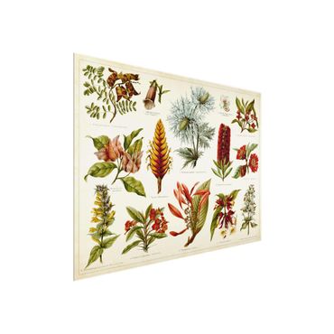 Tableau en verre - Vintage Board Tropical Botany I