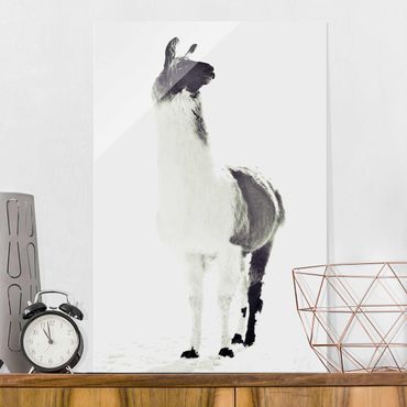 Glass print - Fluffy llama