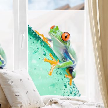 Décoration pour fenêtres - Zebra Frog
