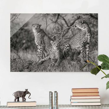 Tableau en verre - Three Cheetahs