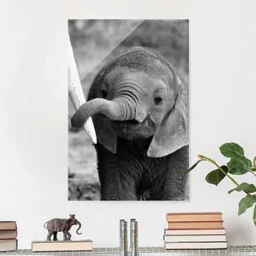 Tableau en verre - Baby Elephant