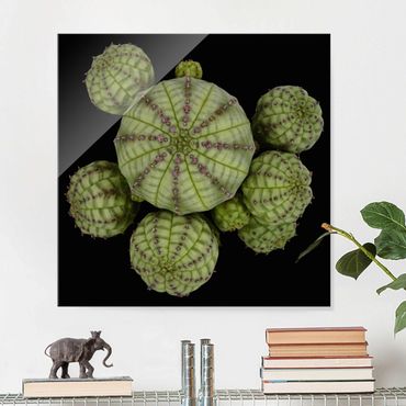 Tableau en verre - Euphorbia - Spurge Urchins