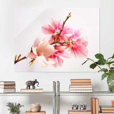 Tableau en verre - Magnolia Blossoms