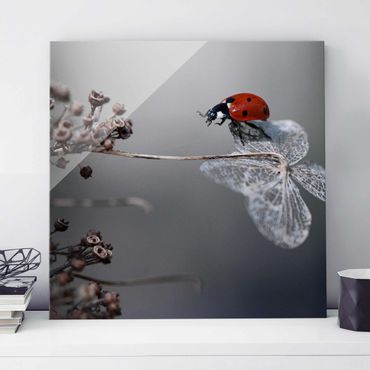 Tableau en verre - Ladybird On Hydrangea