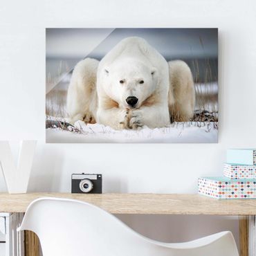 Tableau en verre - Contemplative Polar Bear