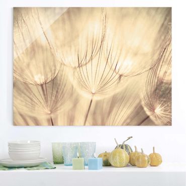 Tableau en verre - Dandelions Close-Up In Cozy Sepia Tones