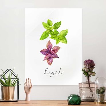Glass print - Herbs Illustration Basil