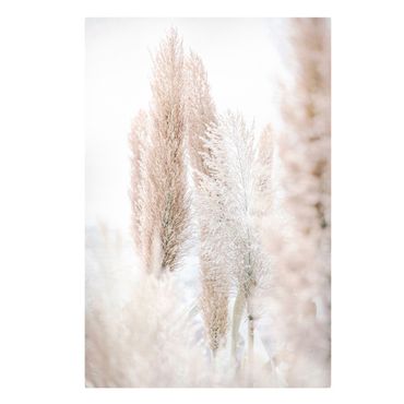 Tableau sur toile - Pampas Grass In White Light