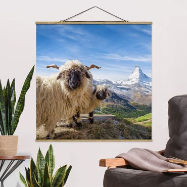 Tableau en tissu avec porte-affiche - Blacknose Sheep Of Zermatt - Carré 1:1