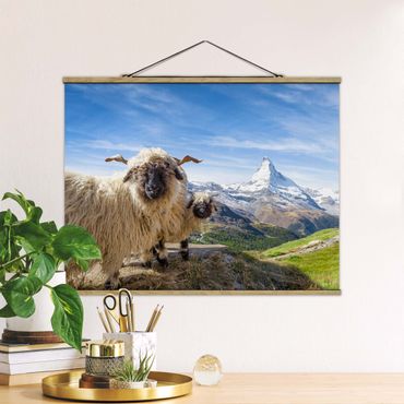 Tableau en tissu avec porte-affiche - Blacknose Sheep Of Zermatt - Format paysage 4:3