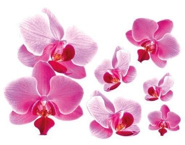 Sticker mural - Pink Orchid