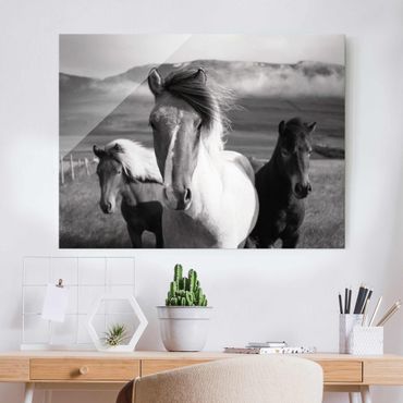 Glass print - Wild Horses Black And White