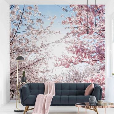Papier peint - Between Blossoming Cherry Branches