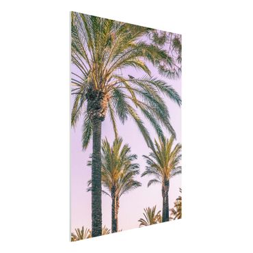Impression sur forex - Palm Trees At Sunset