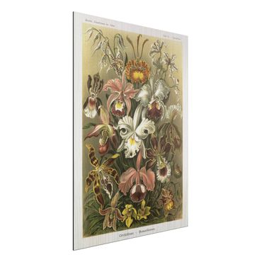 Impression sur aluminium - Vintage Board Orchid