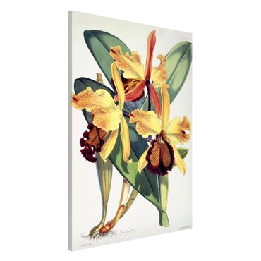 Tableau magnétique - Walter Hood Fitch - Orchid