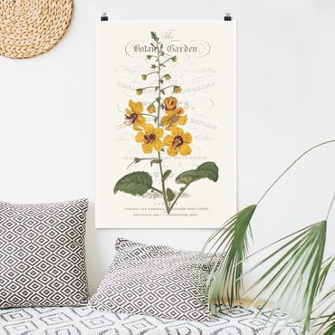 Poster fleurs - Botanical Tableau - Mullein