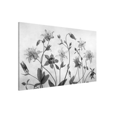 Tableau magnétique - Forest Aquilegia Black And White