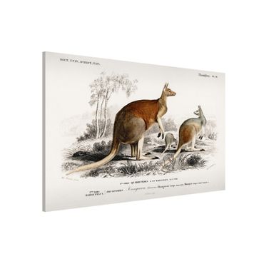 Tableau magnétique - Vintage Board Kangaroo