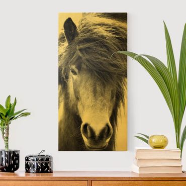 Tableau sur toile or - Icelandic Horse In Black And White