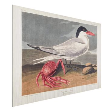 Impression sur aluminium - Vintage Board Sandwich Tern