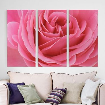 Impression sur toile 3 parties - Lustful Pink Rose