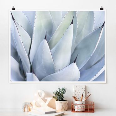 Poster - Agave