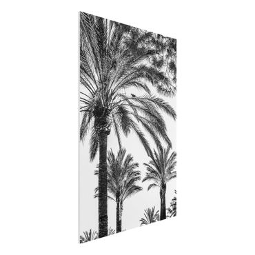 Impression sur forex - Palm Trees At Sunset Black And White