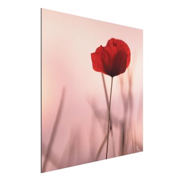 Tableau sur aluminium - Poppy Flower In Twilight