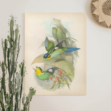 Impression sur toile - Vintage Illustration Tropical Birds