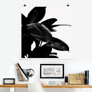 Poster - Rubber Tree Black And White