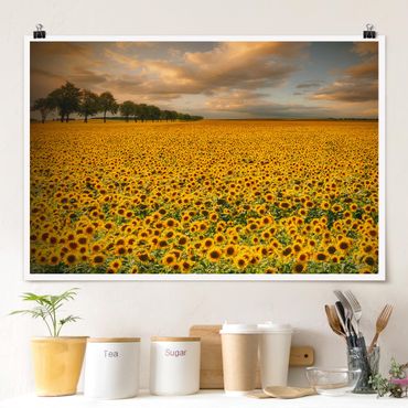 Poster - Field With Sunflowers