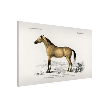 Tableau magnétique - Vintage Board Horse
