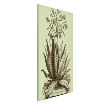 Tableau magnétique - Vintage Aloe Serrata
