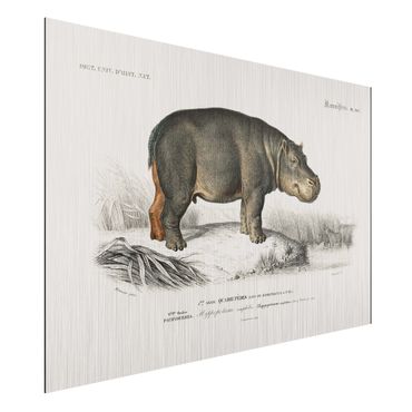 Impression sur aluminium - Vintage Board Hippo