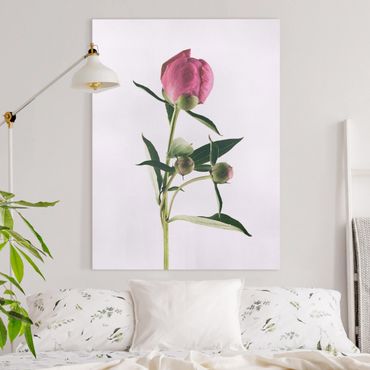 Tableau sur toile - Peony Pink On White