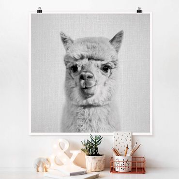 Poster reproduction - Alpaca Alfred Black And White