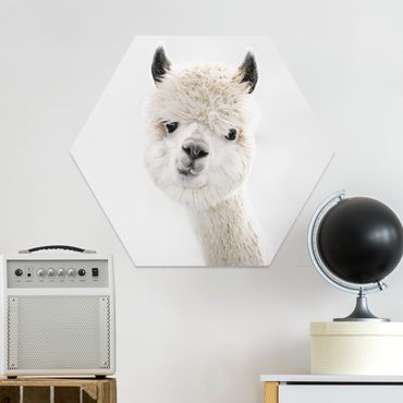 Hexagone en forex - Alpaca Portrait