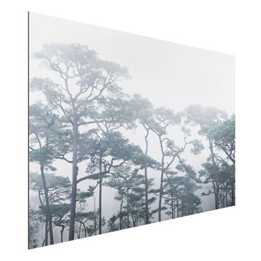 Tableau sur aluminium - Treetops In Fog