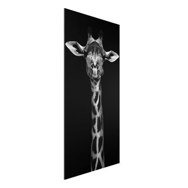 Tableau sur aluminium - Dark Giraffe Portrait