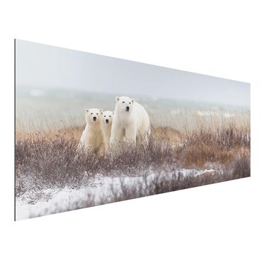 Tableau sur aluminium - Polar Bear And Her Cubs