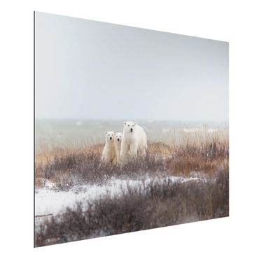 Tableau sur aluminium - Polar Bear And Her Cubs
